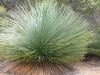 Grass Tree