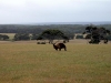 Kangourous dans la savane