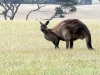 Kangourous dans la savane