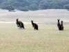 Kangourous dans la savane