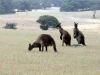 Kangourous dans la savane