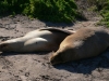 Ce matin c'est "Bonjour les Lions de Mer"