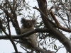 Koala TRÈS actif ce matin !!