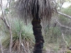 Grass-tree, avec tronc cette fois