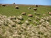 Moutons et touffes d'herbe