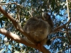 Notre tout 1er Koala dans son arbre