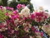 Bougainvilliers multicolores