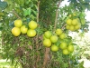 Agrumes à l'arboretum